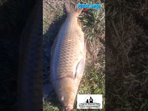 🎣 TREMENDA PESCA DE CARPAS EN ROQUE PÉREZ