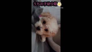 可愛いうちの子の幼少期❤#犬のいる暮らし #犬 #子犬 #ジャンプ #かわいい犬 #不定期更新
