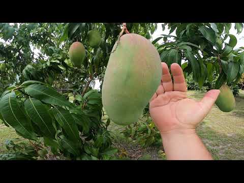 Valencia Pride mango trees