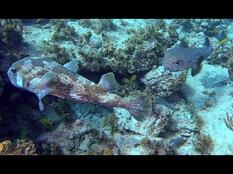 Two large porcupinefish (SCUBA Diving Bloody Bay, Negril, Jamaica, January 2020)