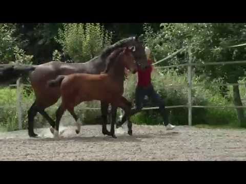 Prämiertes Holsteiner Stutfohlen von Sandro Boy