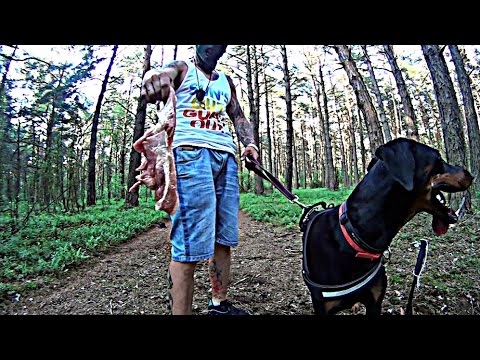 ROGAL DDL - NINJA / RYBABEATZ