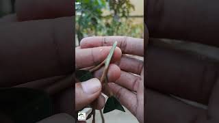 Download lagu Sambung pucuk menggunakan mini klip - part 1 #shorts mp3 Download lagu Sambung pucuk menggunakan mini klip - part 1 #shorts mp3