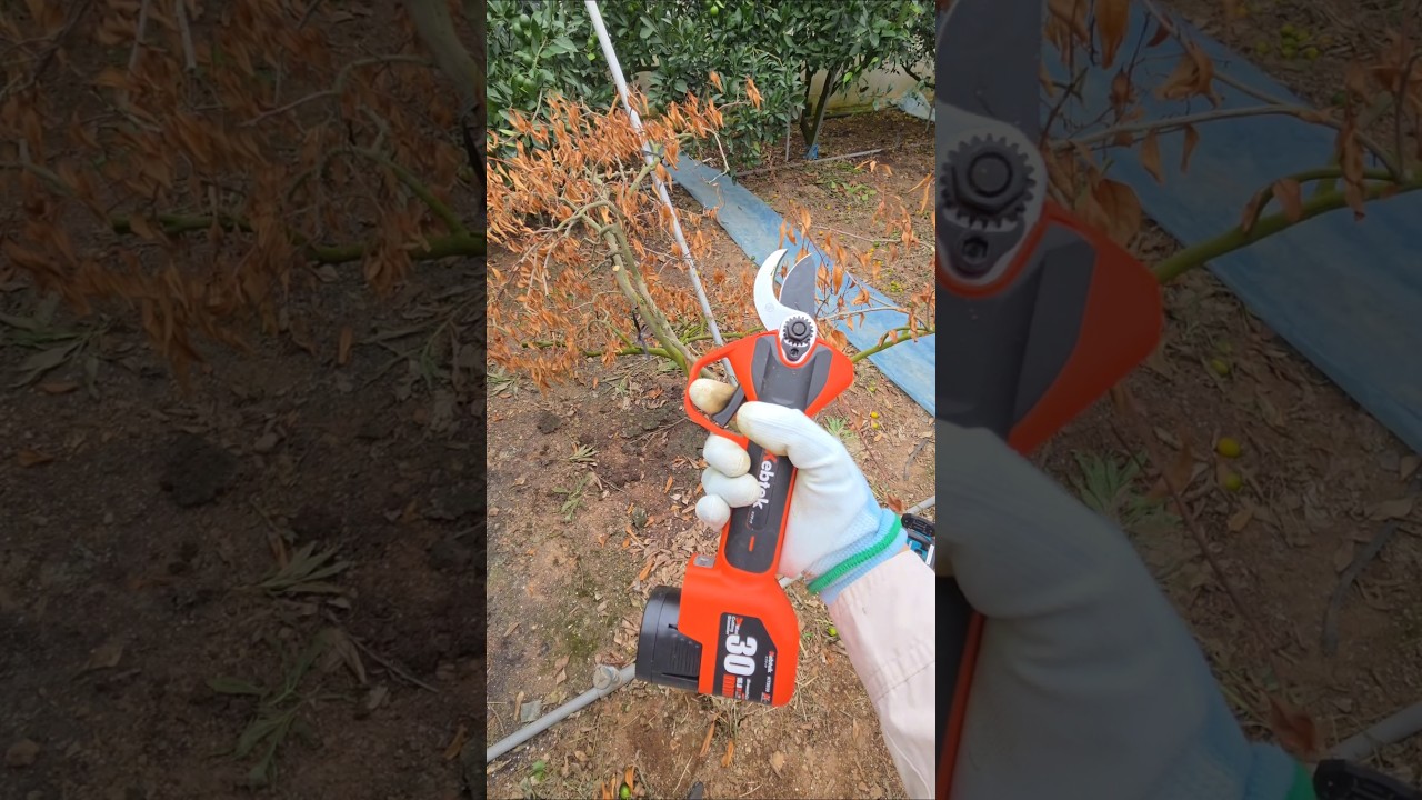 【電動剪定ばさみ】オススメです#みかん専門#kebtek