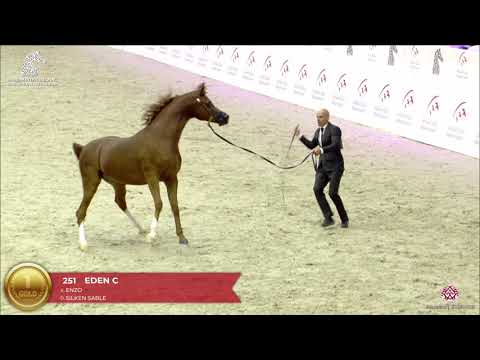 N 251 EDEN C   Sharjah Arabian Horse Festival 2020   Senior Stallions Championship Class 19