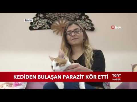 Giardia paraziti kedi, Medicament din vierme rotunde și giardia
