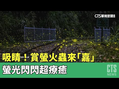 吸睛！　賞螢火蟲來「嘉」　螢光閃閃超療癒
