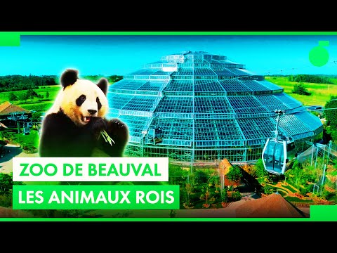 La success story du zoo de Beauval