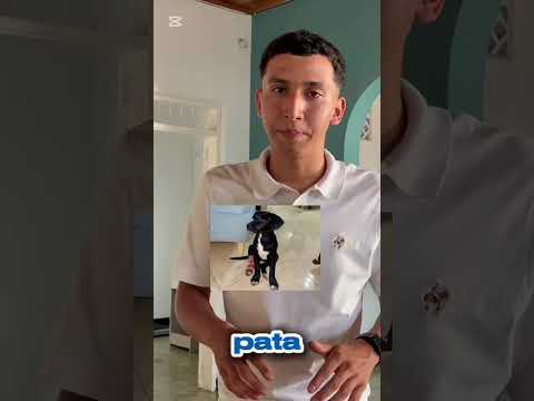 En Campoalegre Urgencias Veterinarias 24 Horas