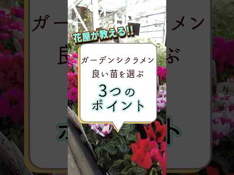 屋外の多年生シクラメンを植えて維持し、オープンスペースを強化するにはどうすればよいですか?  庭園