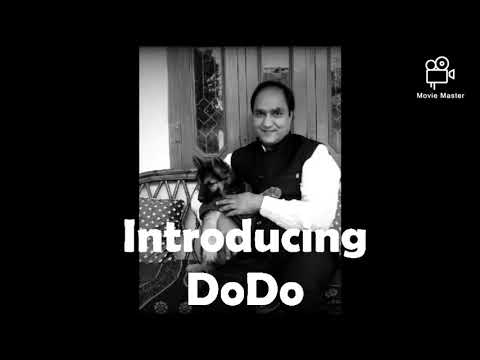 Soumitra’s Dog World