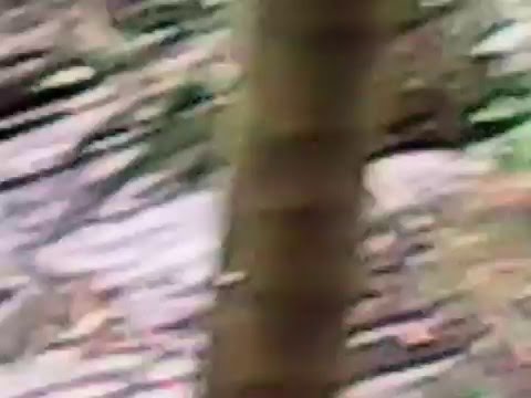 El Yunque Puerto Rico Part 13