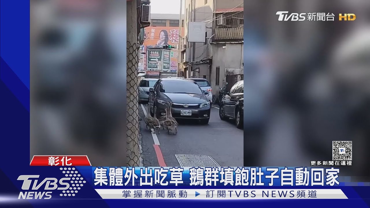「帝王鵝」八隻鵝逛大街路過　車輛避讓觀望
