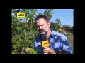 Uso Y Propiedades Del Jaguarete Po ABC TV