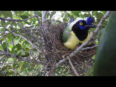 Kapuciarka pestrá (Cyanocorax yncas) — správanie, biotop a hlas