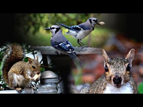 Blue jays and the Squirrels