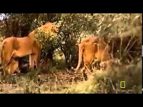 National Geographic Documentary   Super Killing Machines   Lions and More!