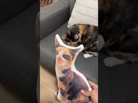 ماتوقعت😂 وترى مخدة عنتر توفرت بمتجر هالات #cat #هتضحك #قطط #lovelycat #mycat