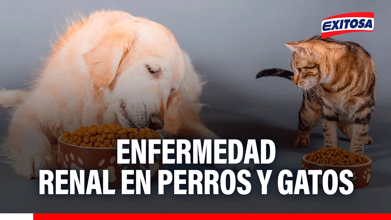 🔴🔵 Enfermedad renal en perros y gatos