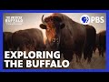 The American Buffalo Exploring The New Documentary From Ken Burns PBS