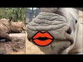 Rhinos Compilation
