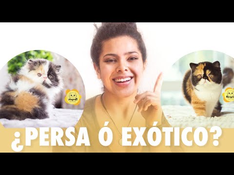 Conoce al gato Persa y Exótico - ¿Qué raza de gato elegir?