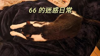 我家66  |  曾經的浪浪，剛來家裡適應期，就已經開始裝模作樣了  嘖嘖