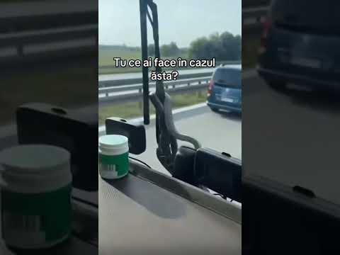 😲șarpele pe parbrizul mașinii 🤣🤣