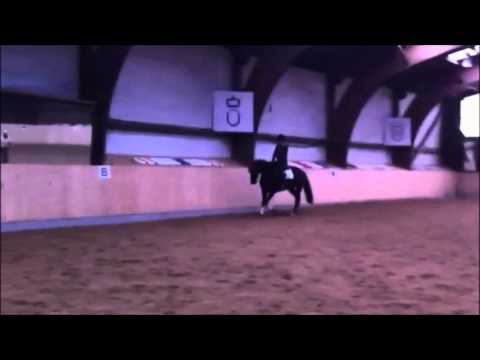 4 1/2 jähr.  Stute von Desperados / angeritten