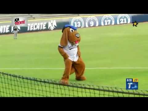 CONOCE UN POCO DE LA HISTORIA DEL PERRO SULTÁN