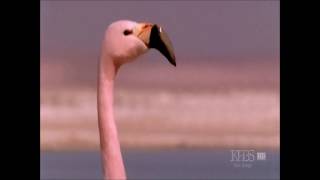 Goombay Dance Band, Fly Flamingo (Sun Of Jamaica), Flamingok tánca Magyar