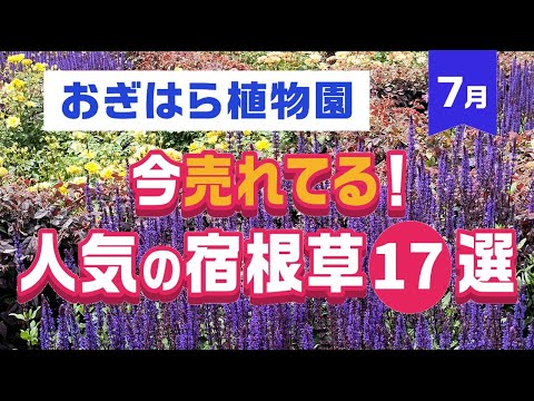 園芸 ストラスブール大学の植物園