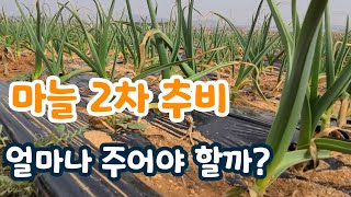 마늘 2차 추비 얼마를 주어야 할까?  NK비료.어분골드