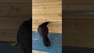 Clever Raven Solves Puzzle || ViralHog
