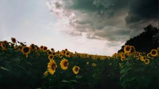 Only a Shadow  - The Cleaners From Venus (slowed)