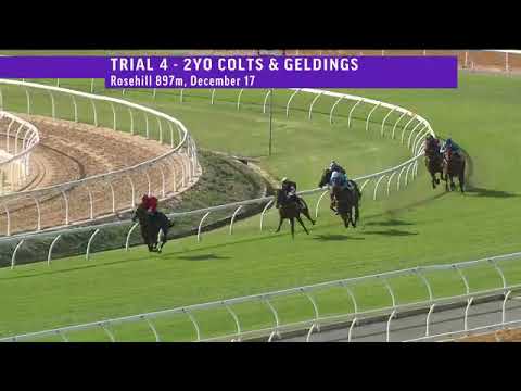 SAUVESTRE - Trial Rosehill - 17th December