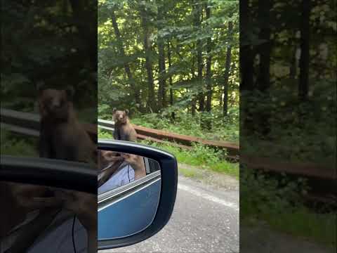 “Wild Bears by the Road 🐾 | Transfăgărășan, Romania”