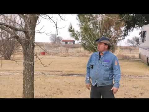 All About Burr Oak Trees