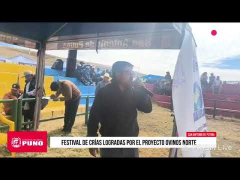 🐑🎉 ¡La innovación genética da resultados en el norte de Puno!