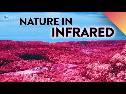 What If We Could See Nature In Infrared?