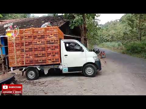 kandang mulyadi song banyu, girisubo, gunung kidul. anak kandang ramah ramah