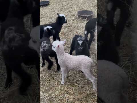 , title : 'Finn lambs a week later #sheepgoatfarming #lambs #finnsheep'