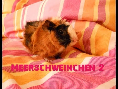 Meerschweinchen