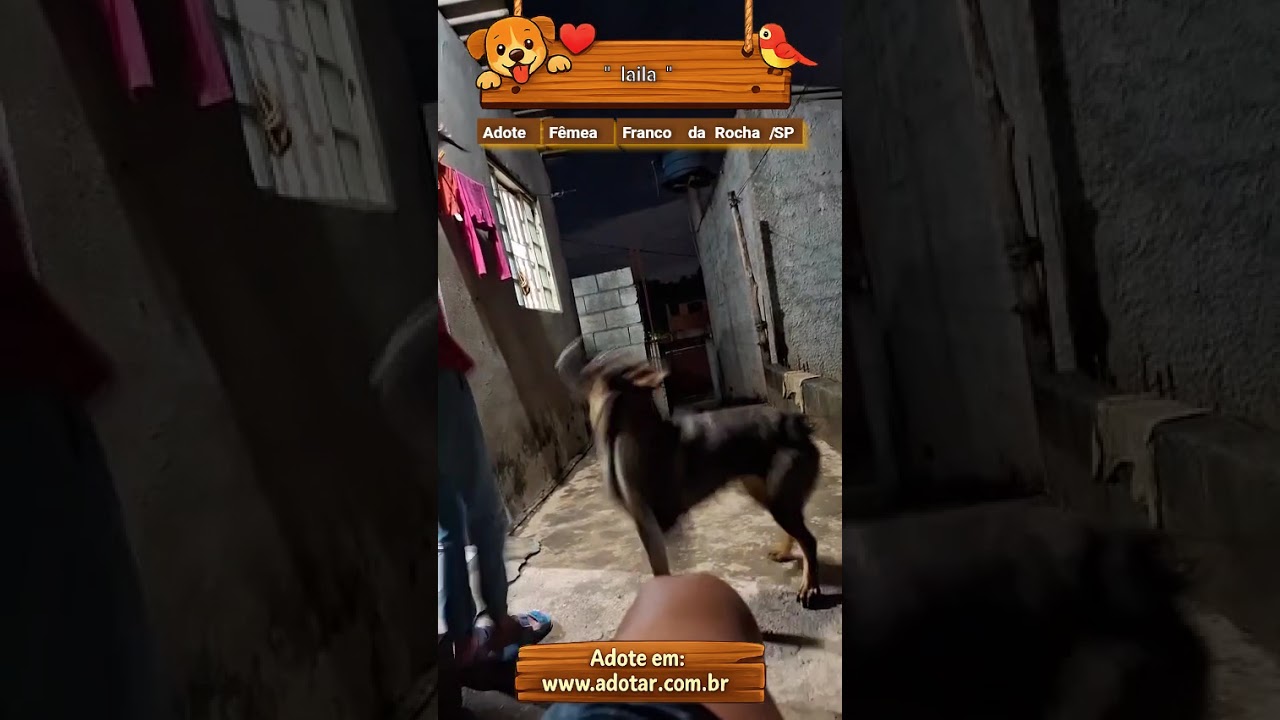 Cachorro raça SRD-ViraLata idade 1 ano nome " laila"