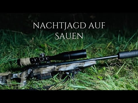 Wild boar in the cornfield - First hunt in an unknown area