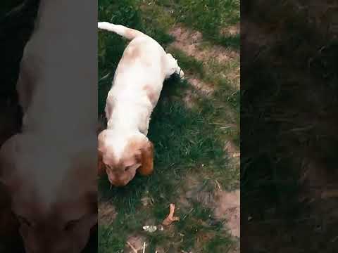 Perros Cocker Spaniel Inglés en venta