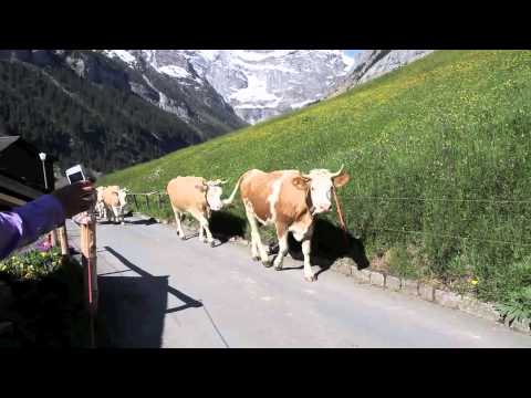 Cows in Gimmelwald, Switzerland