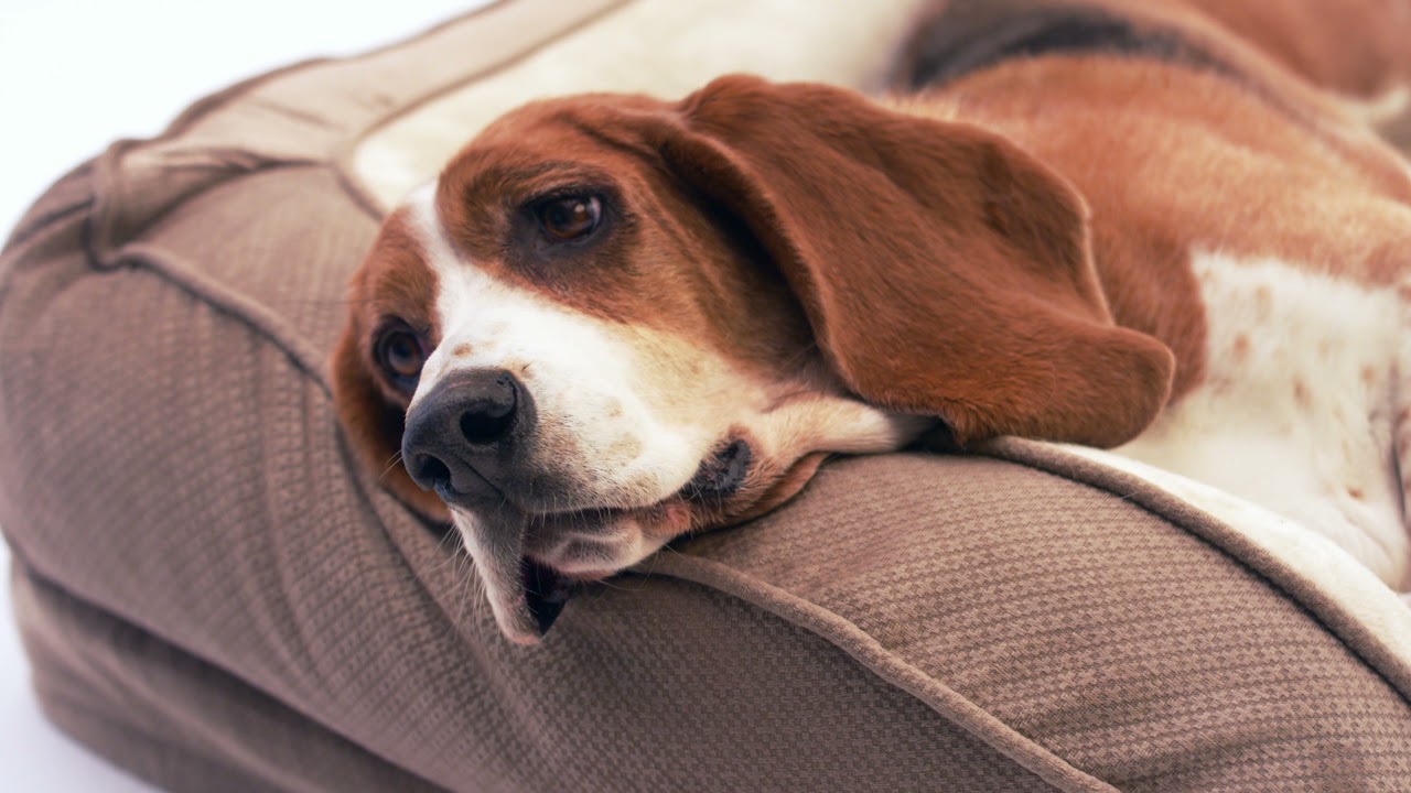 Serta Pets: The Quilted Couch Pet Bed