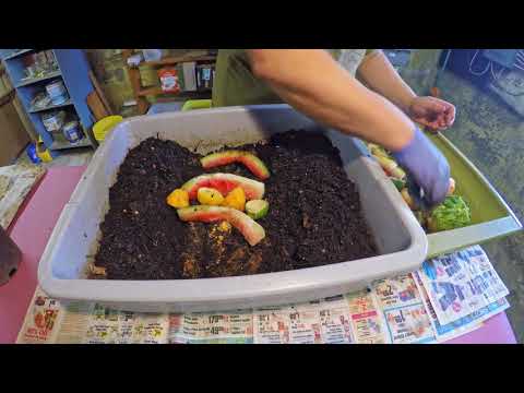 Horizontal migration setup & HEAVY feeding