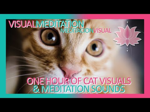 VisualMeditation: 1 Hour Meditation w Cat Videos  / Meditacion Relajacion con Videos de Gatos